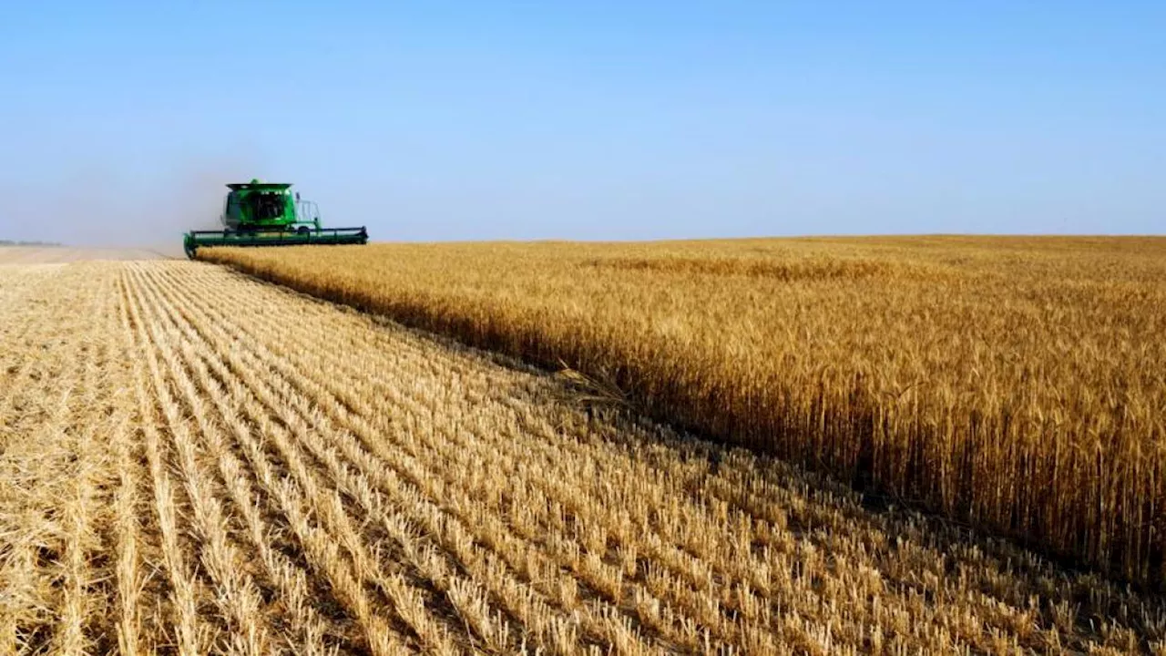 Grano, il peggior raccolto del decennio: colpa della siccità ma anche della concorrenza dall’estero