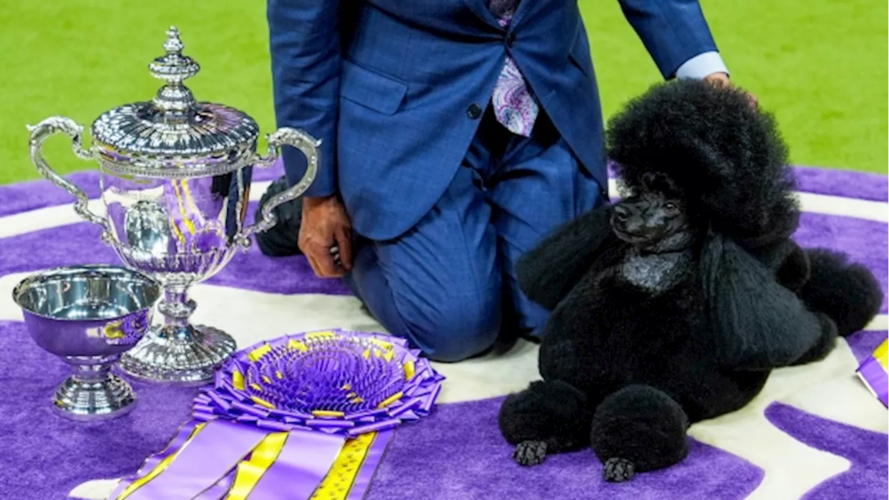 Searching for the top pooch: 148th Westminster dog show in photos