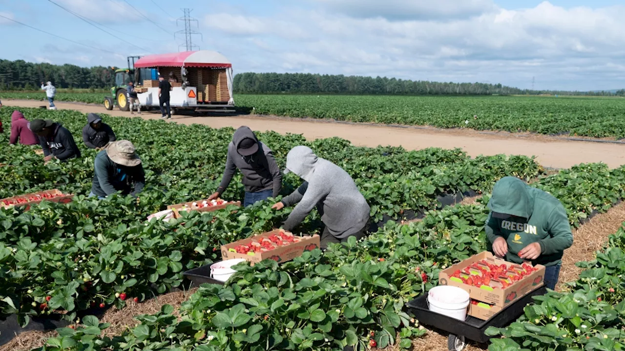 Ontario to change how it compensates injured migrant workers