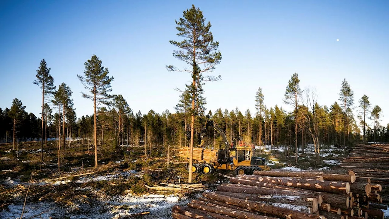 Svar: Inför stränga regler för att få avverka skog