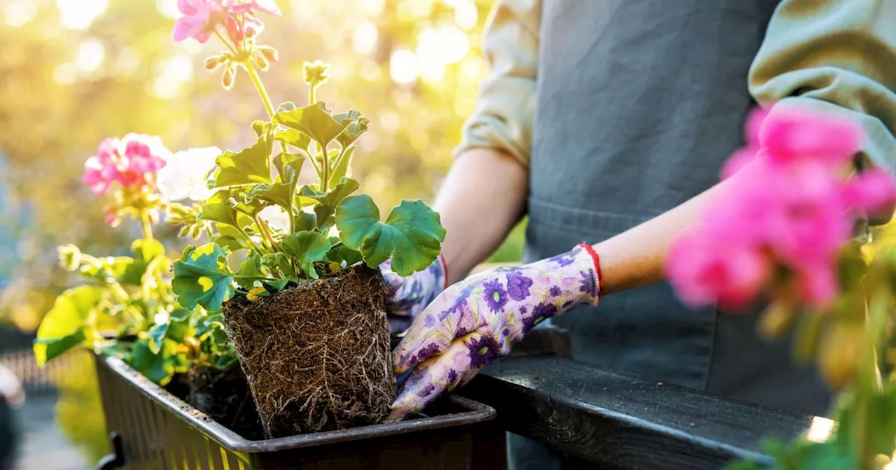 Four garden plants that will keep slugs at bay, according to Alan Titchmarsh