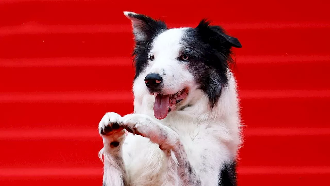 Border Collie Messi arrives at Cannes Film Festival