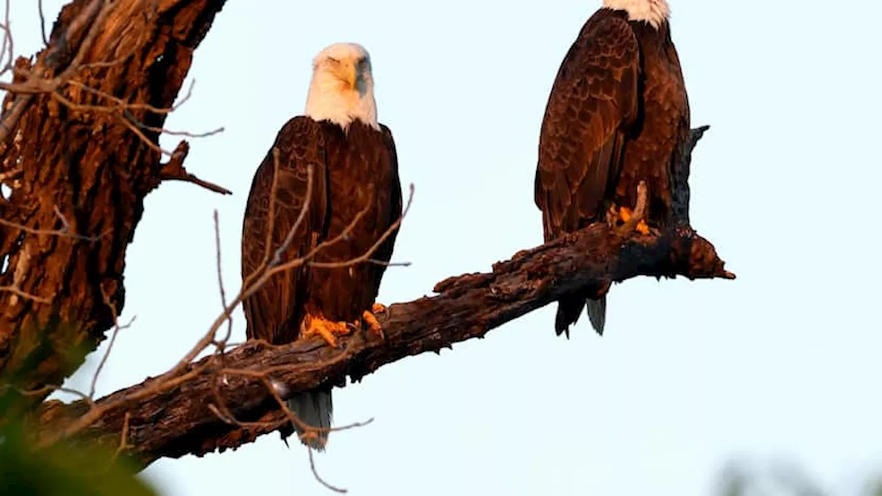 2 bald eagles hatched at White Rock Lake, city officials confirm