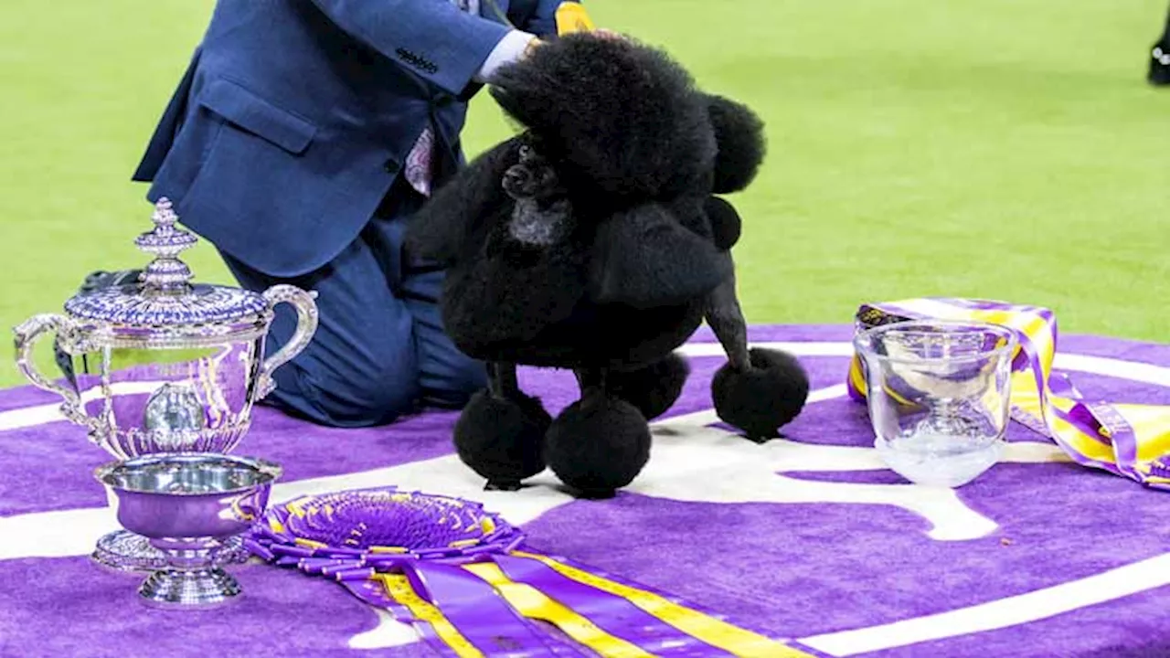 Miniature poodle Sage fetches top prize at Westminster Kennel Club Dog Show