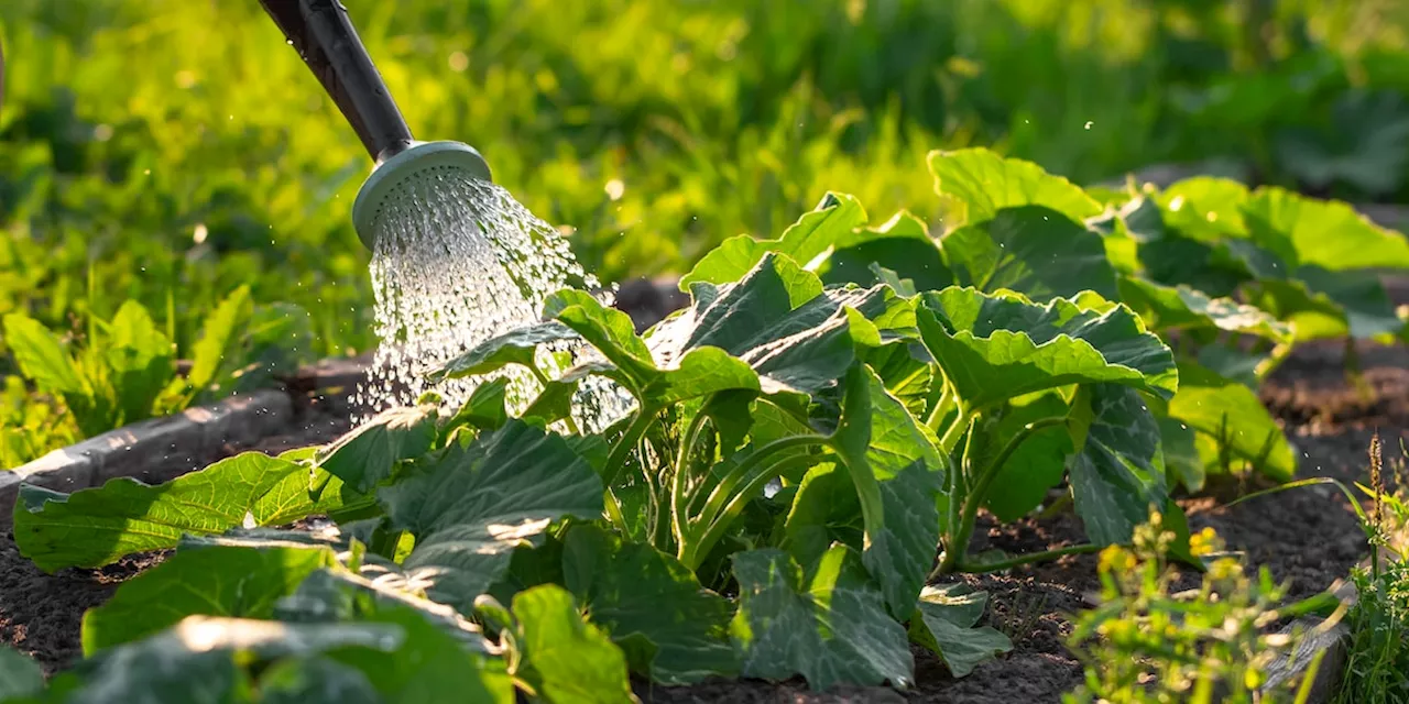 Können endlich raus: Fünf Pflanzen sollten Sie im Mai im Garten pflanzen