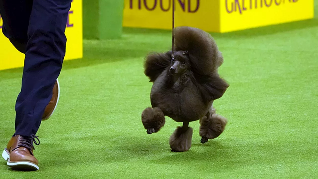 Who Won Westminster Kennel Club Dog Show 2024 Pansy Harmony