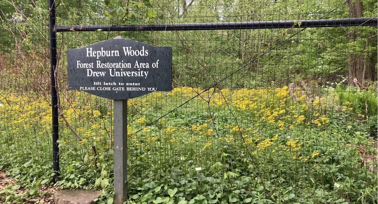 Housing development battle puts a treasured North Jersey forest at risk