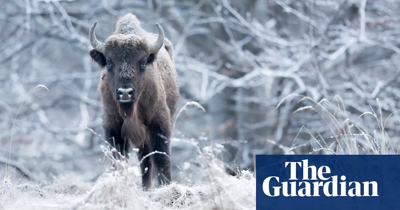 Herd of 170 bison could help store CO2 equivalent of almost 2m cars, researchers say