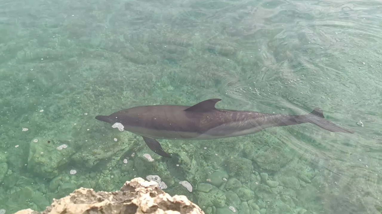 Auf dieser kroatischen Insel triffst du auf Delfine