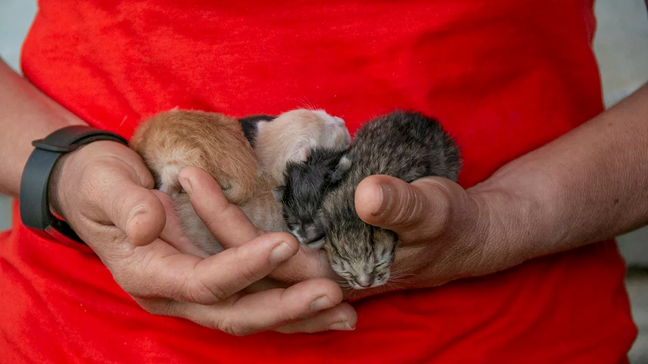 Nur so überleben Katzenbabys in Österreich