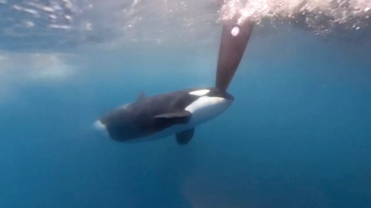 Spain warns of orca attacks as whale sinks boat