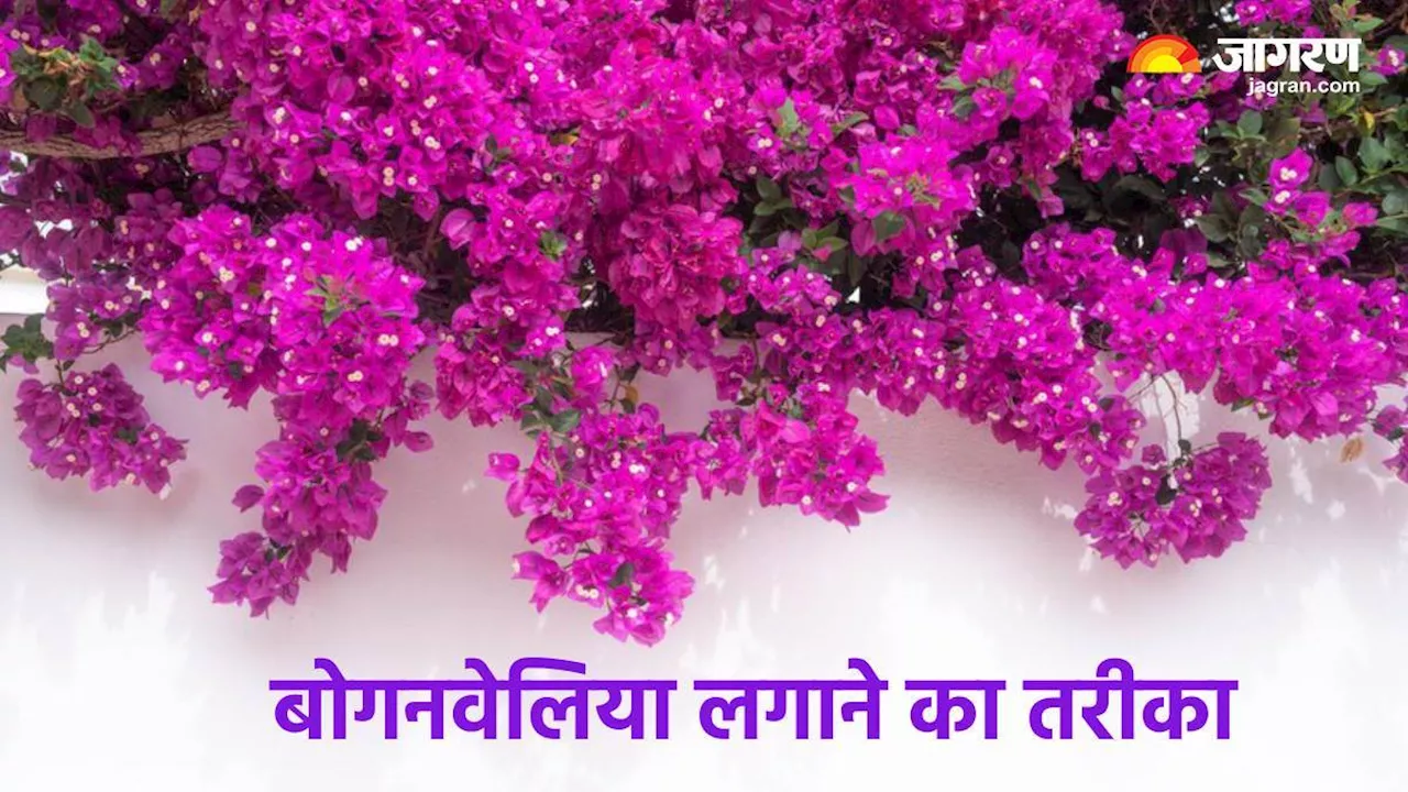 Gardening Tips: गर्मियां हैं बोगनवेलिया लगाने का बेस्ट सीजन, बस इन बातों का रखें खास ध्यान