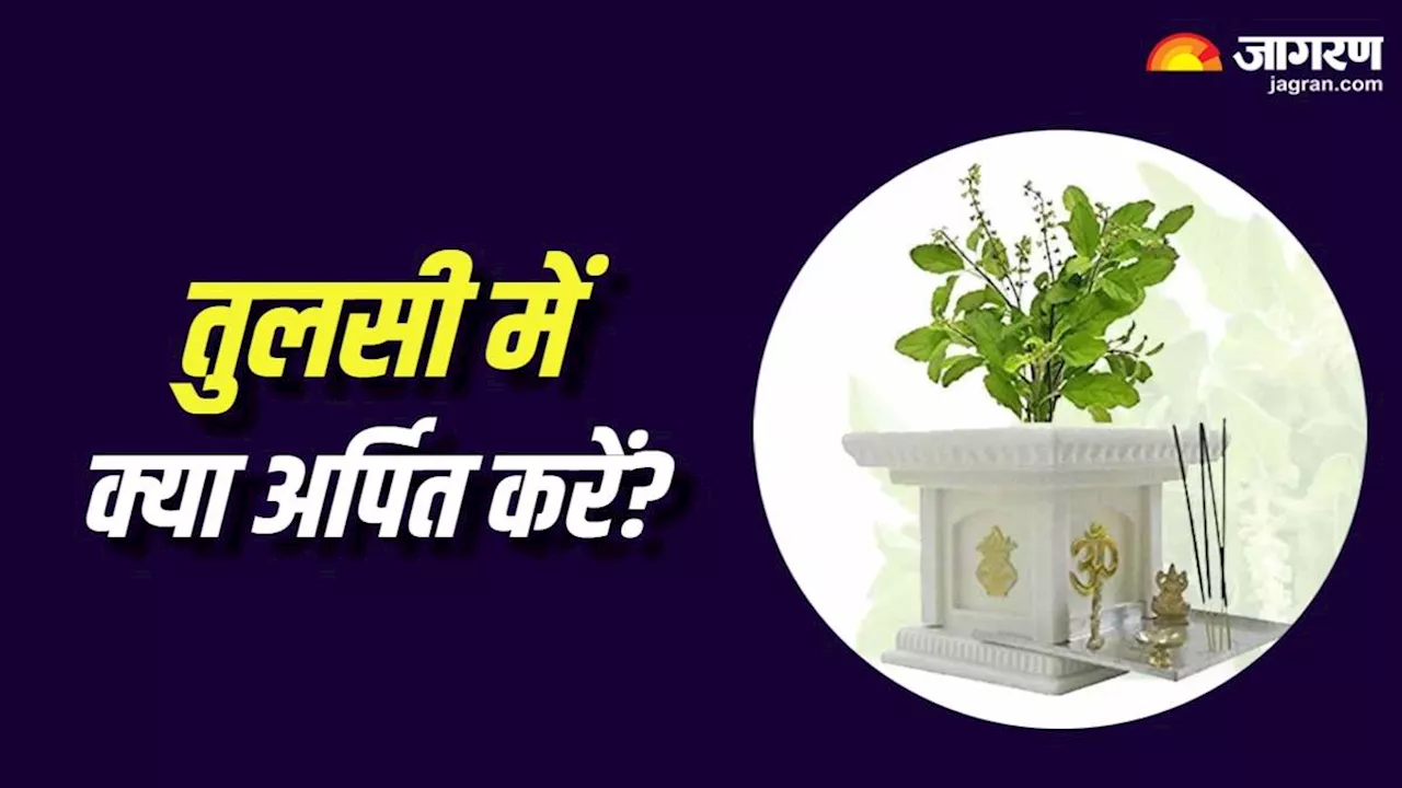 Tulsi Puja Niyam: तुलसी में अर्पित करें ये शुभ चीजें, खुशियों से भर जाएगा आपका घर