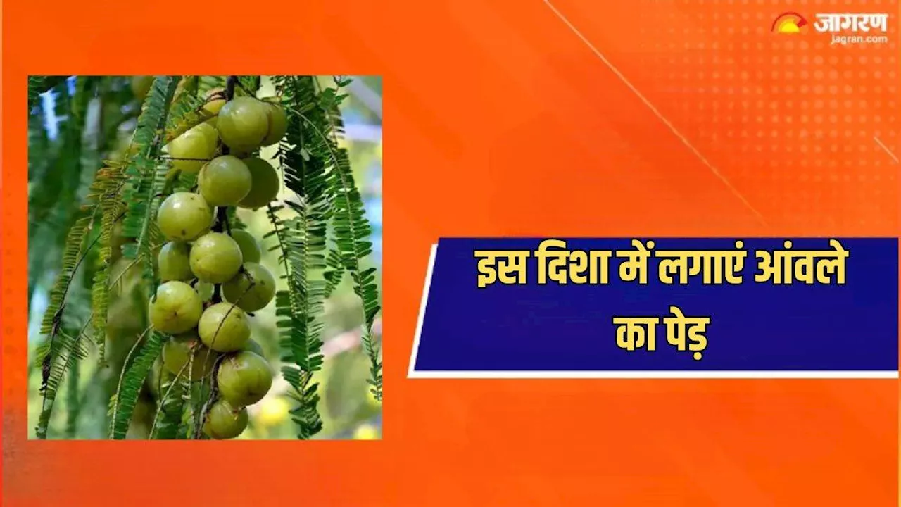 Vastu Tips: इस दिशा में लगाएं आंवले का पेड़, घर में होगा मां लक्ष्मी का आगमन