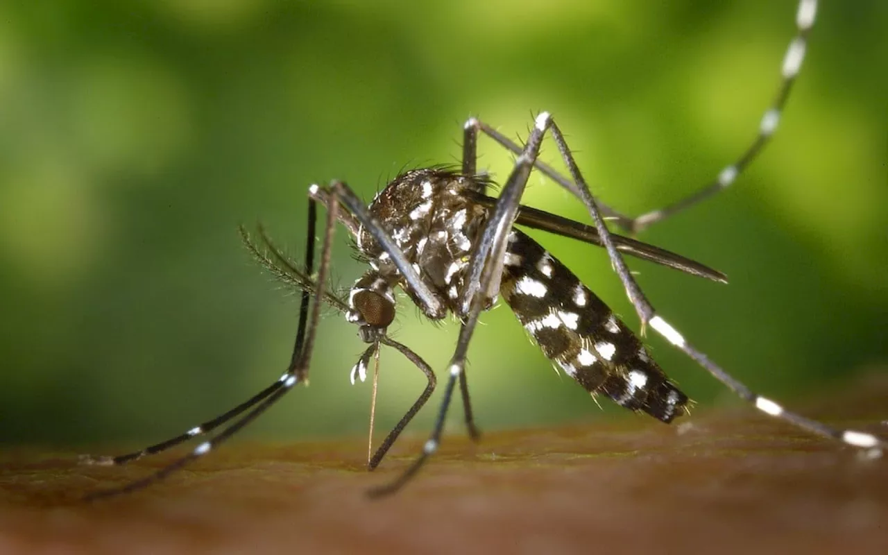 Internações por dengue e síndrome respiratória sobem em 96% dos hospitais de SP