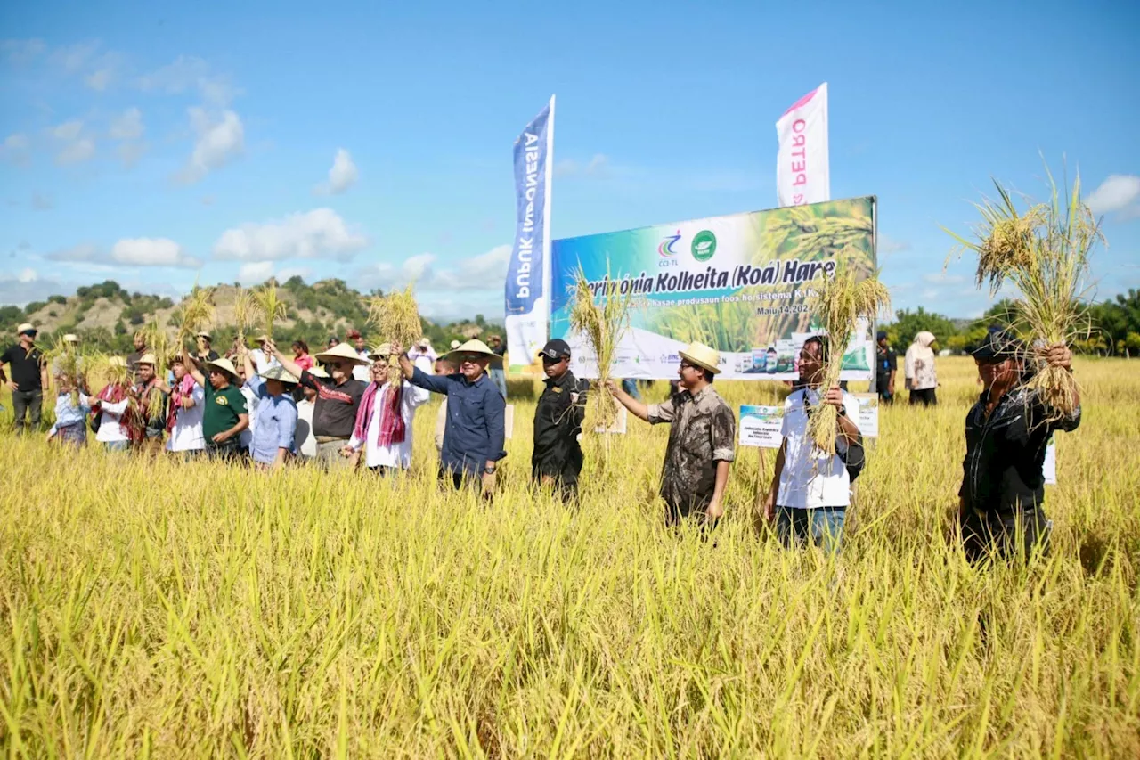 Petrokimia Gresik dan Pupuk Indonesia Berhasil Tingkatkan Produktivitas Padi di Timor Leste