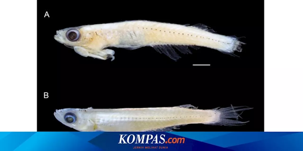 Mengenal Spesies Ikan Baru di Pegunungan Meratus, Punya Penis di Bawah Kepala