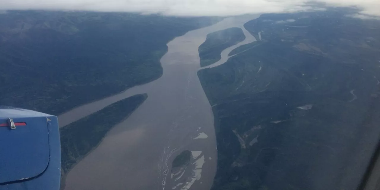 Scientists point to disease, warming waters to explain Chinook decline in Yukon River