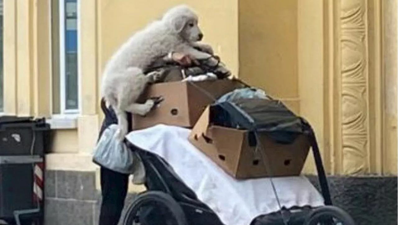 Neve salvata dall'incuria, ora la cucciola di cane Pastore maremmano cerca casa