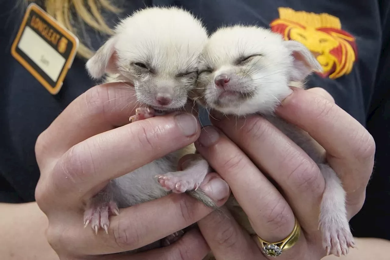 Pair of tiny Fennec Fox kits are being hand-reared by keepers at Longleat safari park