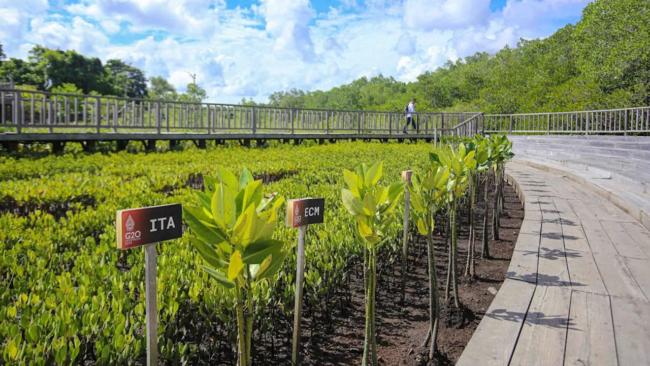 Penataan Kawasan Mangrove Tahura Rampung, Bali Siap Jadi Tuan Rumah WWF 2024