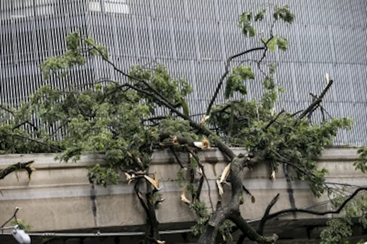PM Anwar wants 100 trees planted for every tree felled in KL