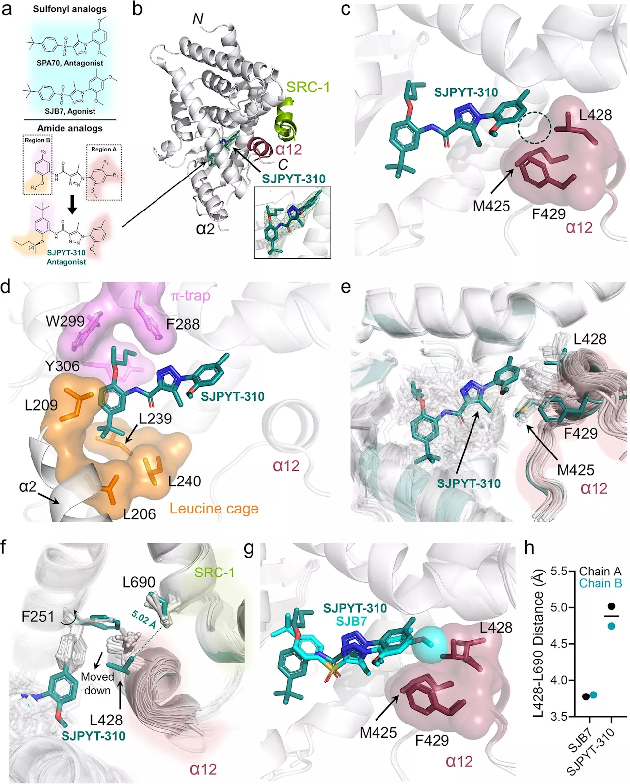 Novel inhibitor insights offer pathway to preventing PXR-associated drug resistance