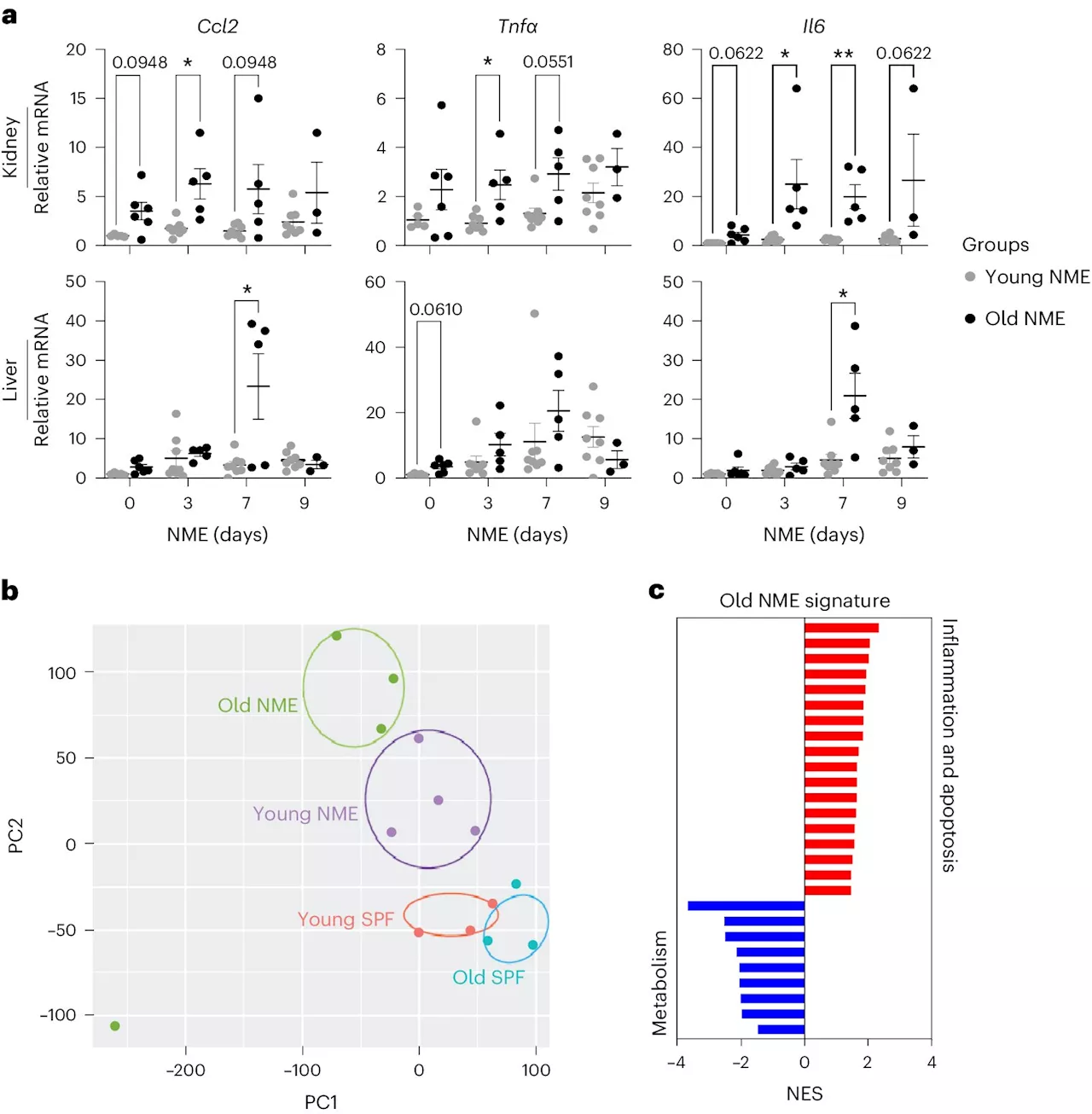 Study reveals immunotherapy's potential in boosting immune systems of older individuals