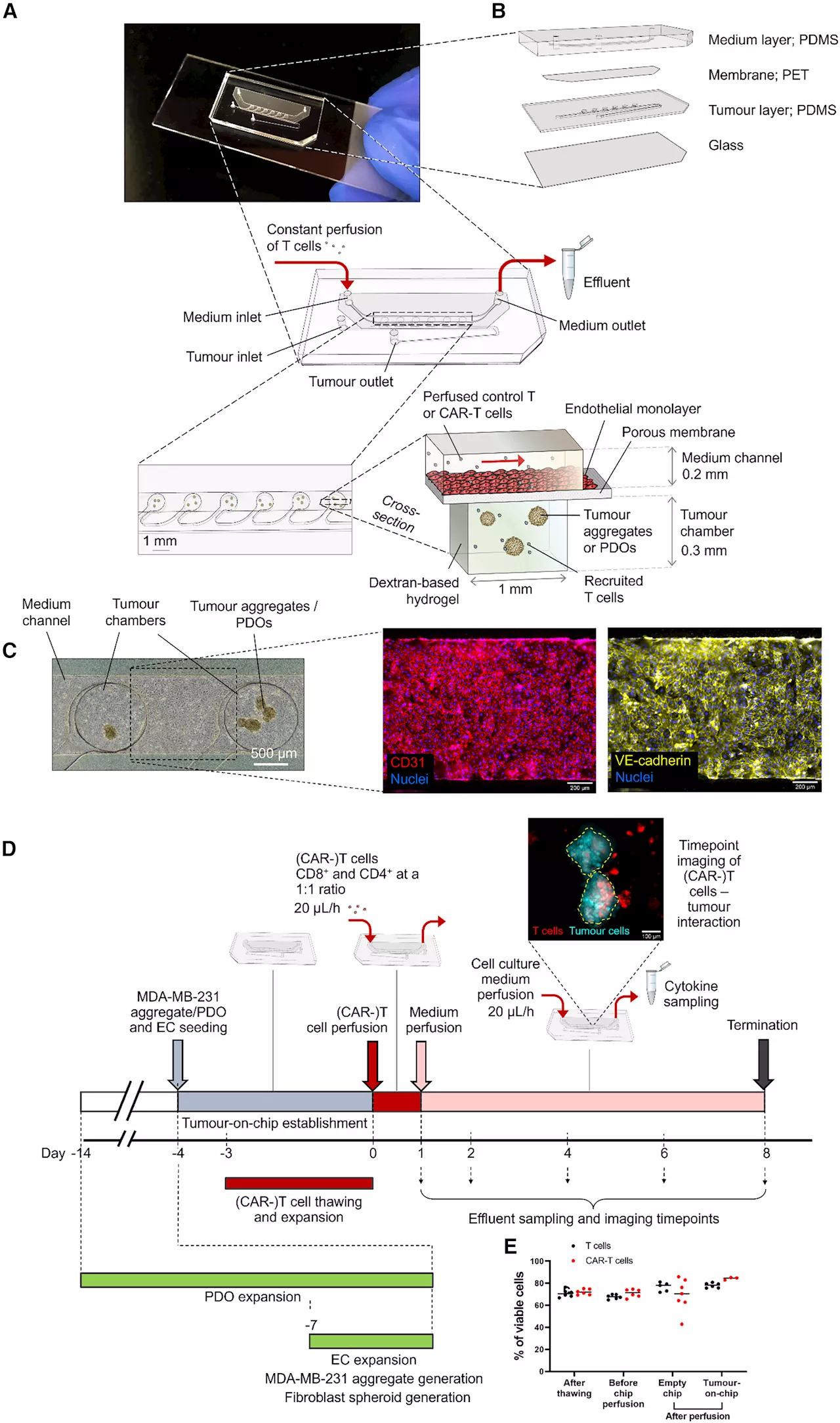 Tumor tissue on a chip: New possibilities for cell therapies and personalized medicine