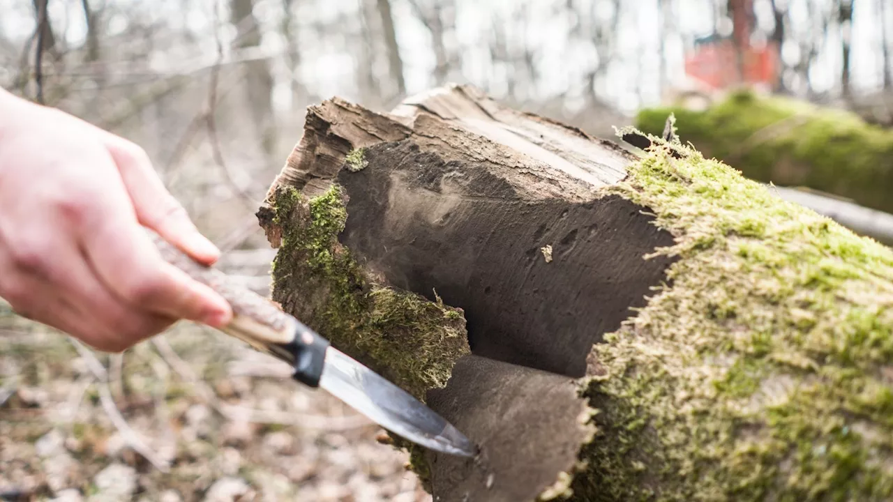 Baum-Seuche kehrt nach Pankow zurück - Gefahr für Menschen