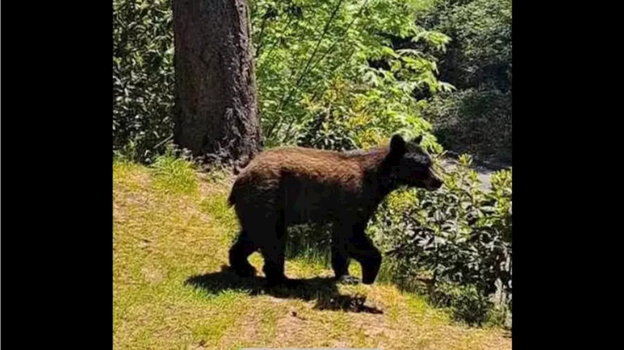 Sports: Black bear spotted roaming Tacoma neighborhoods | Mynorthwest ...