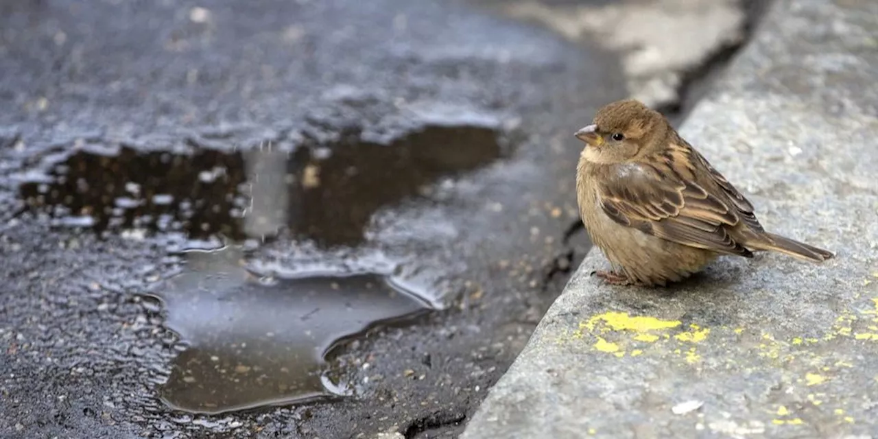 Der Spatz ist die verbreitetste Vogelart in der Schweiz