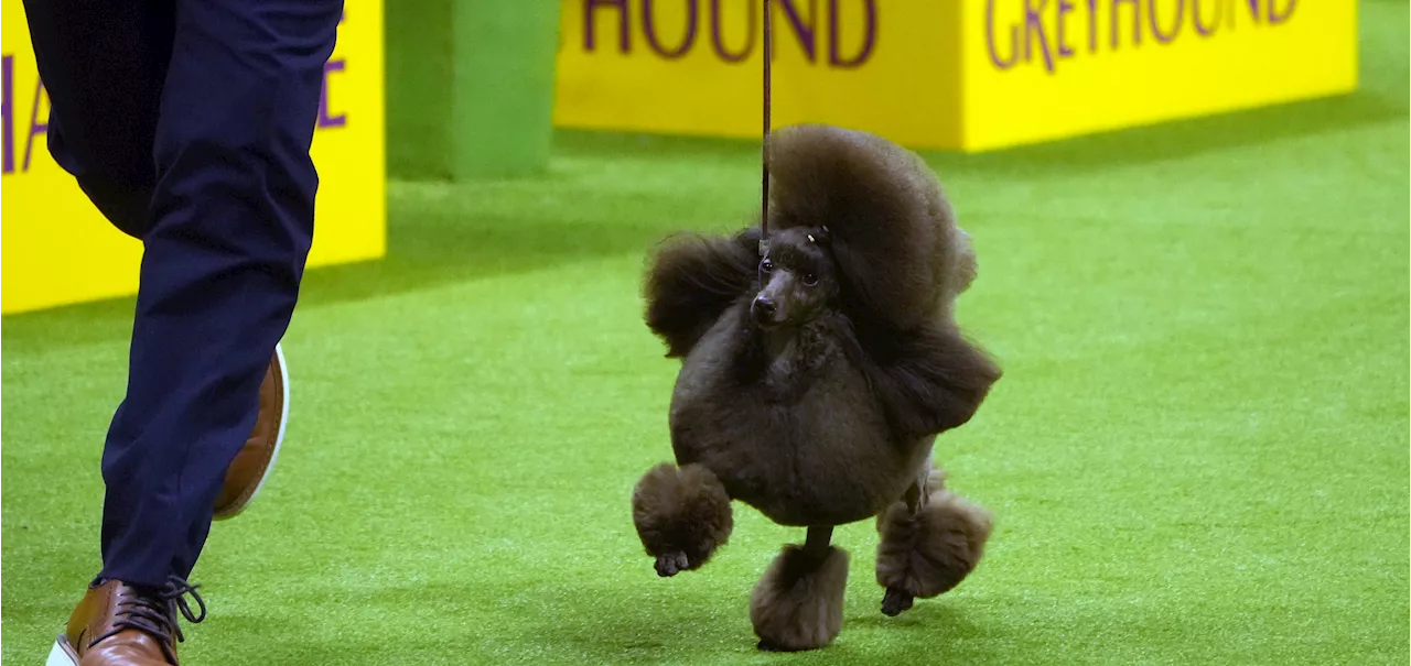 Miniature poodle named Sage wins Westminster Kennel Club dog show