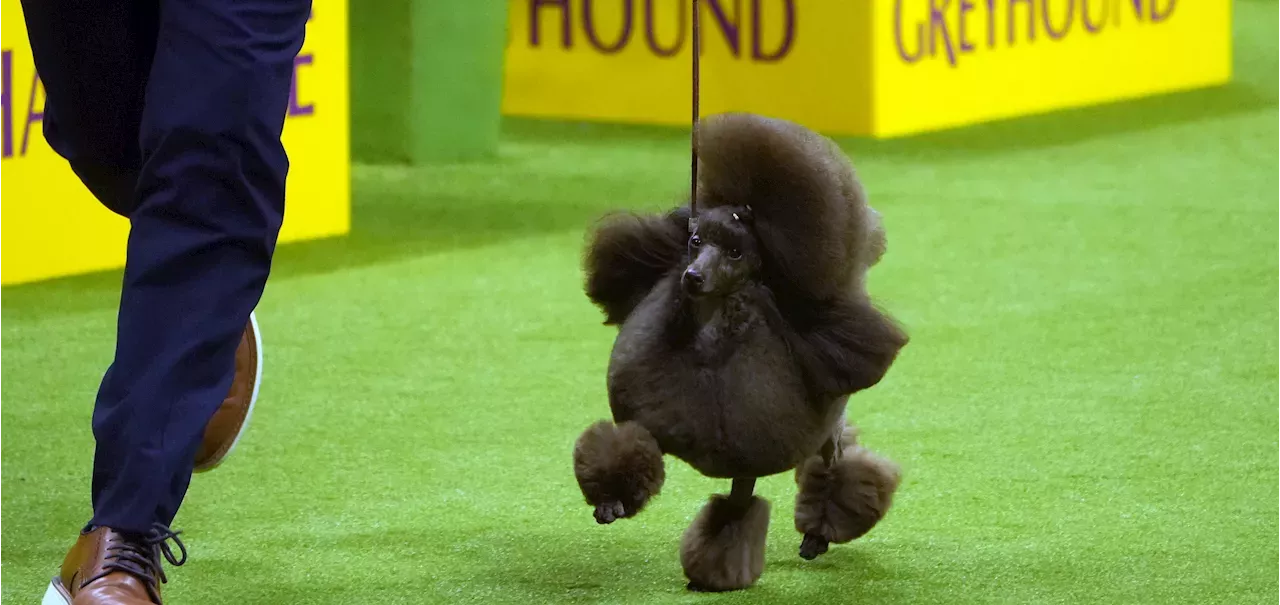 Sage, miniature poodle, wins Westminster Kennel Club dog show