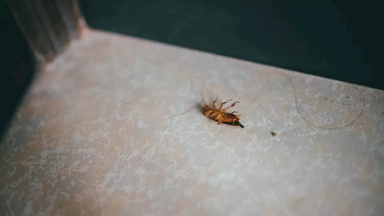 Study reveals San Antonio has a high bed bug infestation risk