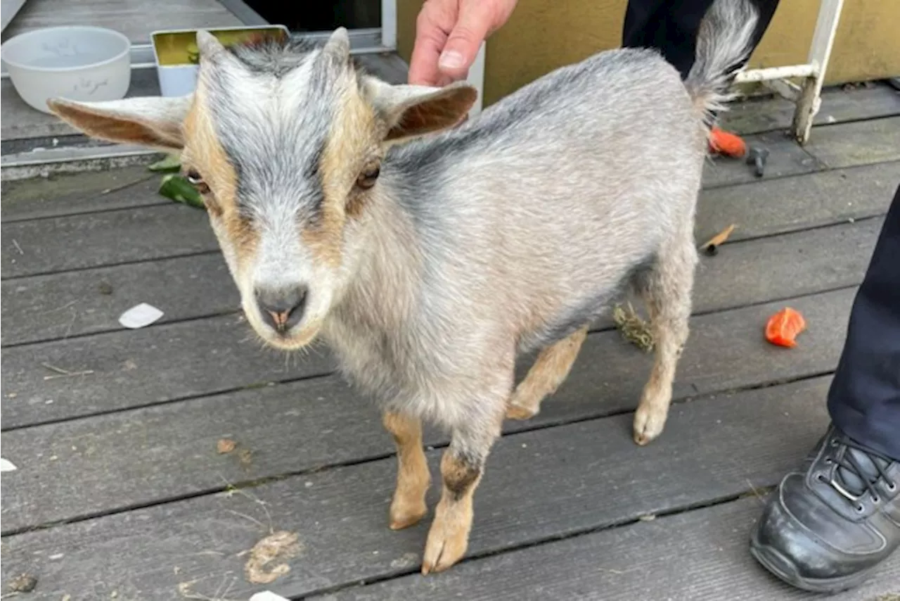 ‘TikTok-geit’ Couscous weggehaald bij eigenaar: “Beestje is overgebracht naar kinderboerderij”