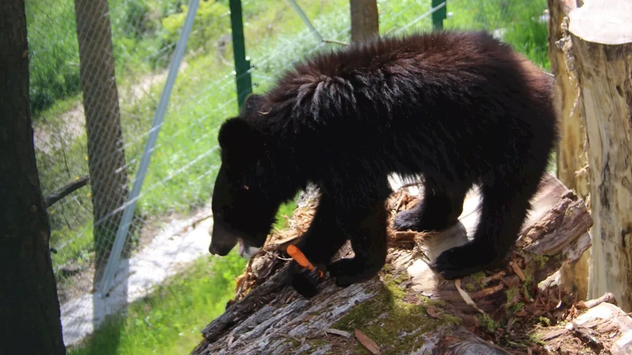 Ein Kragenbär für Kernhof und ein Orden für Richard Lugner