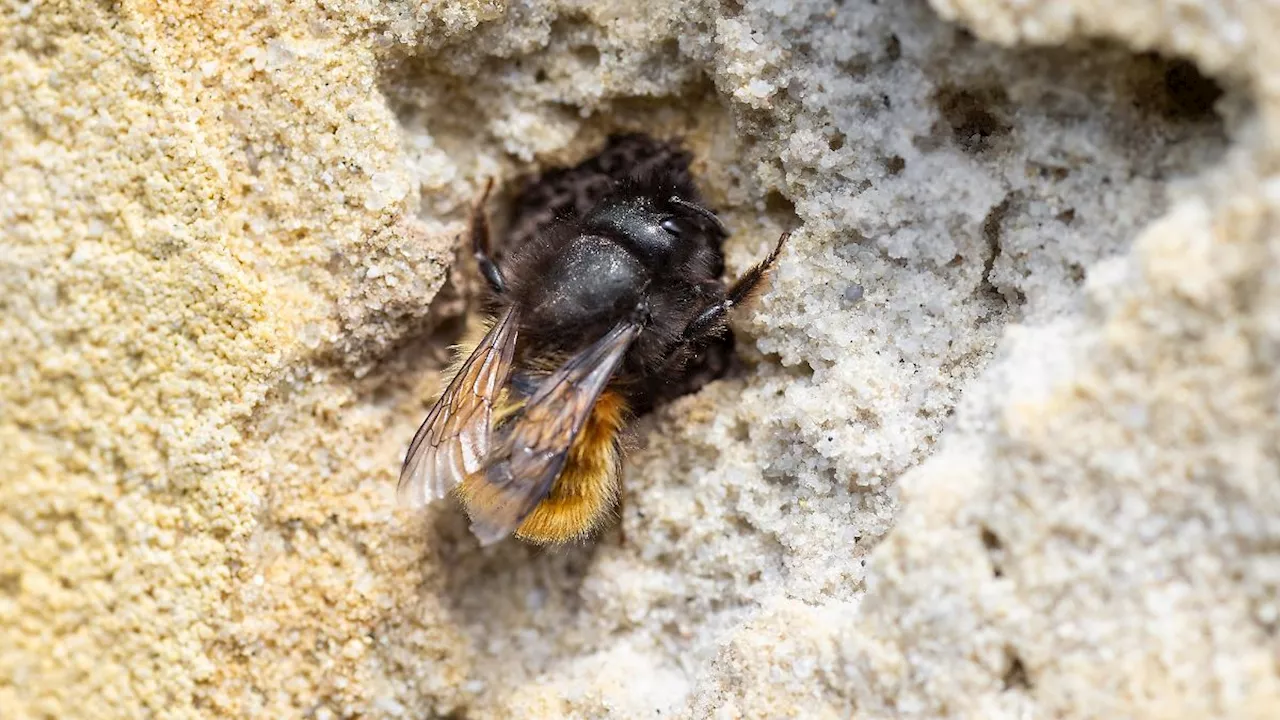 Hessen: Lebensräume für Wildbienen in Hessen werden rarer