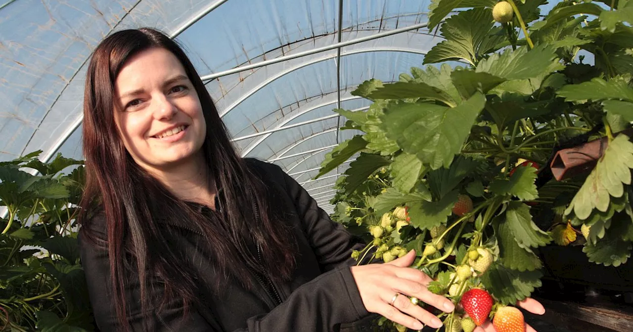 Frisches Obst aus Delbrück: Spargelhof Grewing baut erstmals Erdbeeren an