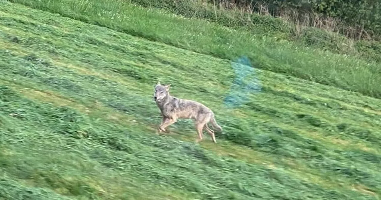 Wolf im Kreis Gütersloh entdeckt - Tierhalter sind in Sorge