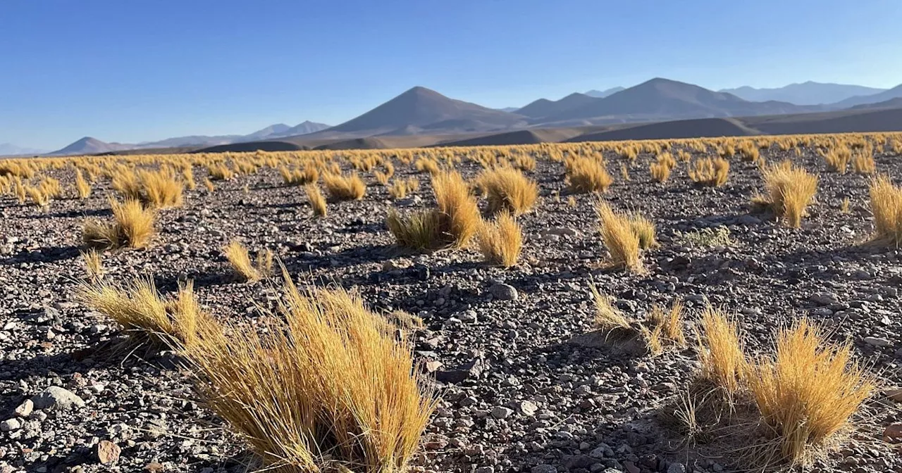 Wüstentrip und Wasserspaß: Die Atacama in Chile