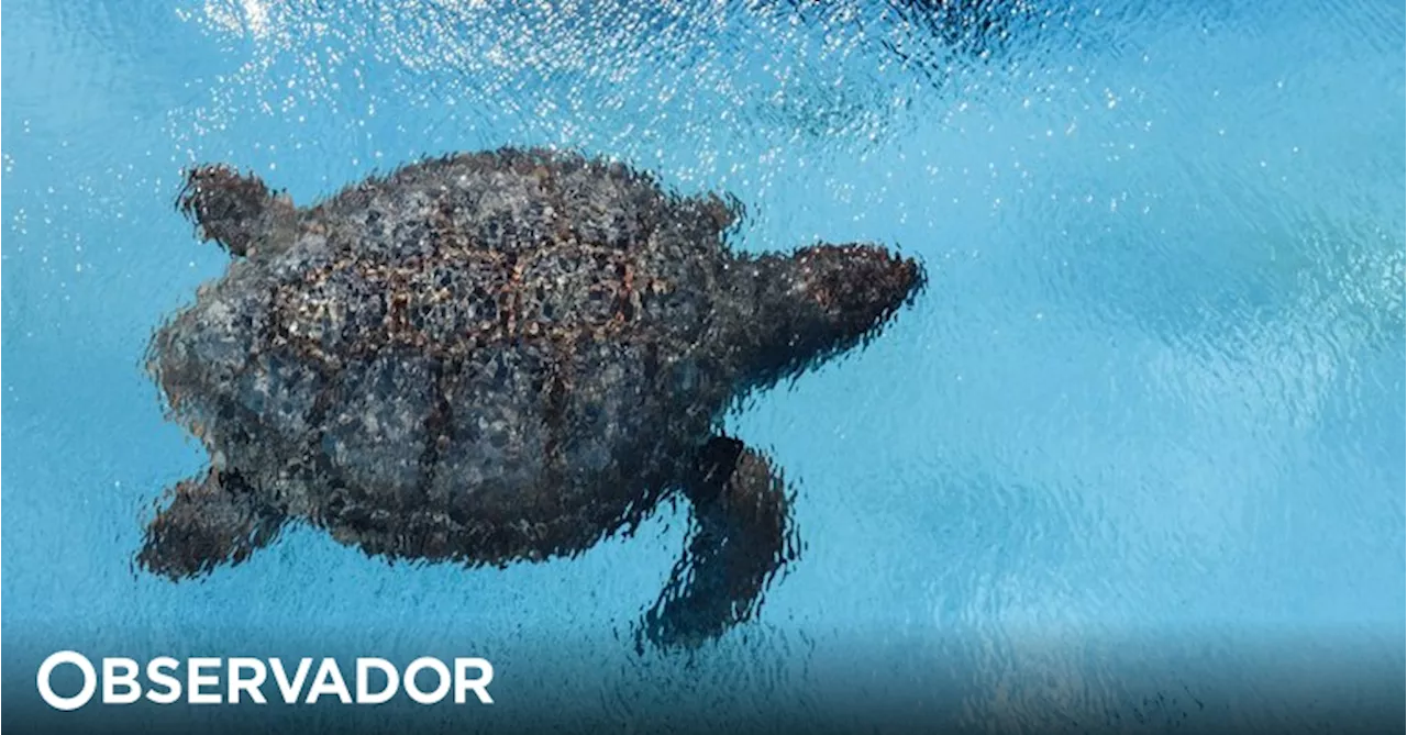 Marinha e Zoomarine libertam quinta-feira duas tartarugas ao largo de Portimão