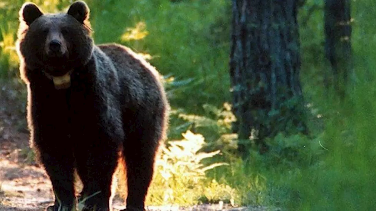 Italien: Behörden wollen „Problembärin“ Gaia nach Deutschland abschieben!