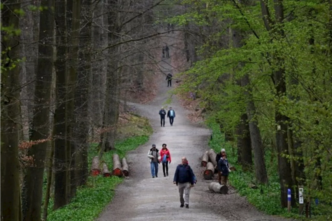 Plus de 750 hectares de nouvelles forêts plantées en Flandre sur une saison, un record