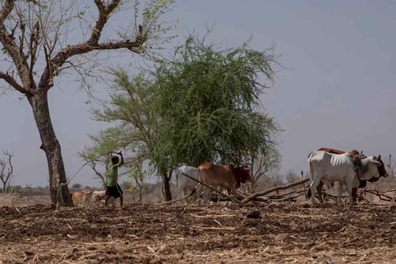 African health experts warn of climate change & rising vector-borne diseases