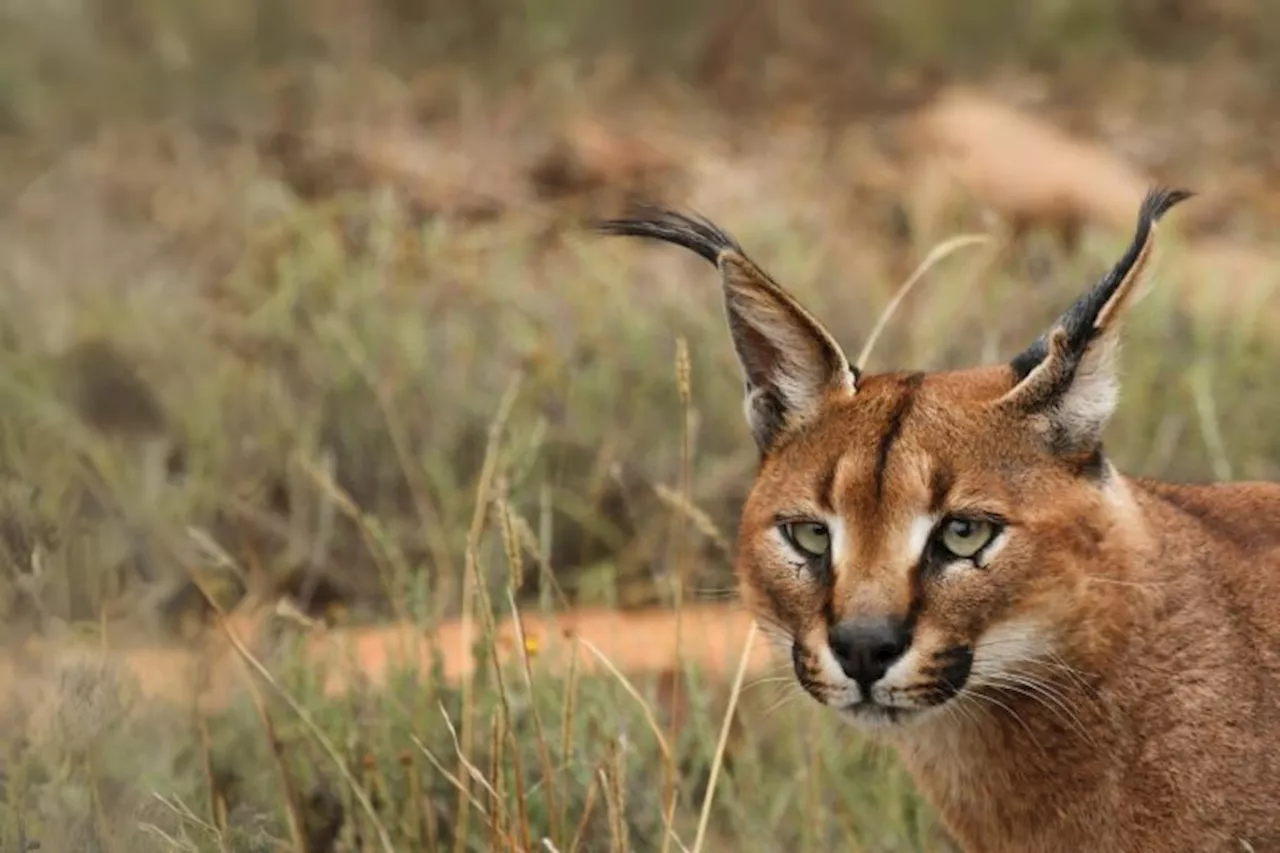 Ridiculously rare photo catches Asian caracal swimming a river in India