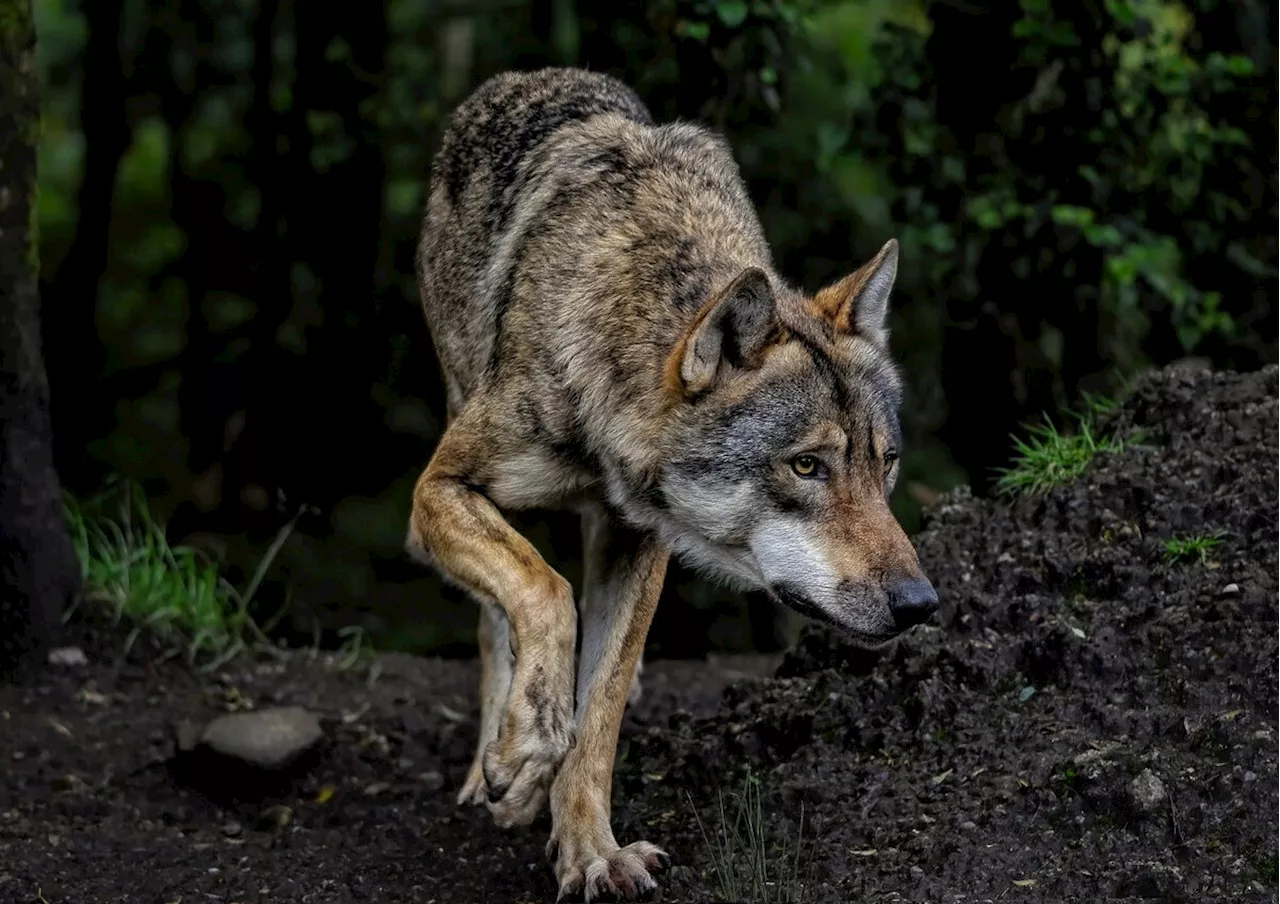 Jagd braucht weiterhin starke Stimme in Brüssel