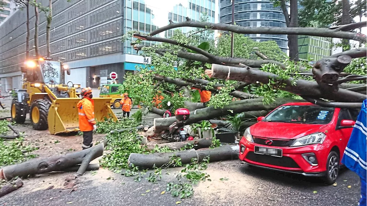 ‘Check risky trees every six months’