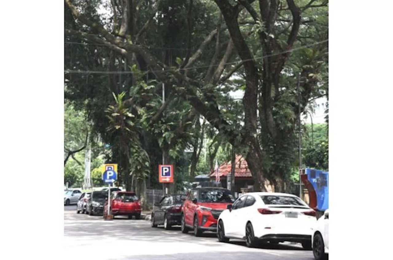 DBKL inspecting shade trees