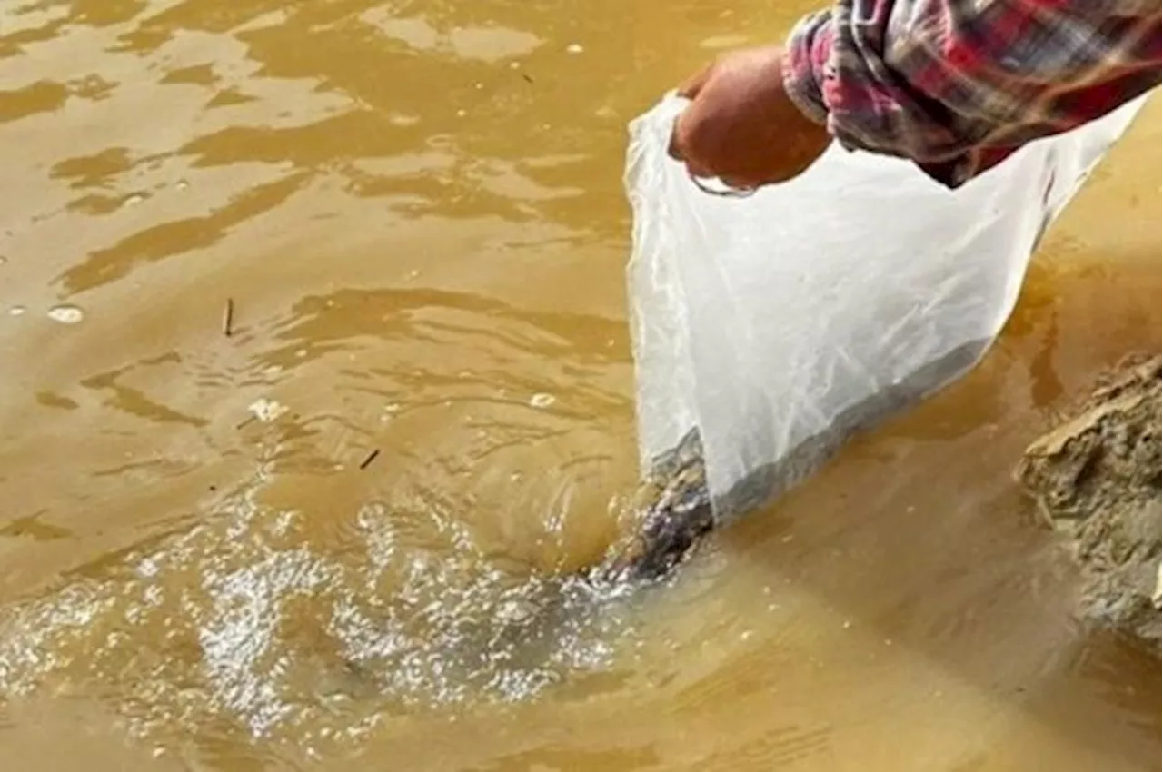 QuickCheck: Is it true permission is needed before releasing fish fry into Malaysia's inland waters?